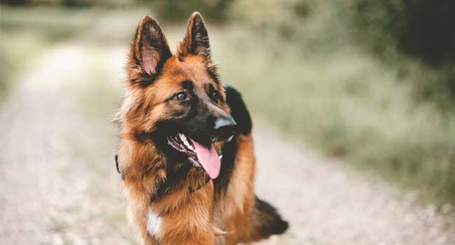 North Carolina Schools Use Friendly K-9, Color-Coded Alarm Lights, Metal Detectors